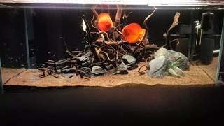 Discus aquarium 300L  akwarium dla dyskowców paletek  4K video [upl. by Nena]