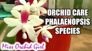 Orchid care  How to care for Phalaenopsis summer blooming species [upl. by Retswerb]