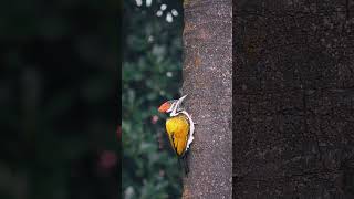 Blackrumped Flameback Lesser Goldenbacked Woodpecker nature wildlife forest [upl. by Okikuy]