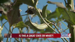 Claremore gardener grew okra that’s now approaching world record height [upl. by Rai]