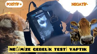 İNEKLERE GEBELİK TESTİDÜVELERİMİZE TOHUM ATTIR DIK youtubevideo2024 inek inekbakımı köyhayatı [upl. by Prissy]