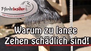 😳 5 Gründe warum zu lange Zehen schädlich für Dein Pferd sind [upl. by Peednam]