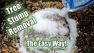 Possibly The Easiest Way To Remove A Tree Stump Using Epsom Salt Part 1 [upl. by Norod659]