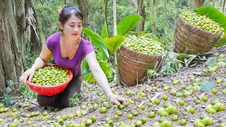 Harvesting Many Canarium Fruit Goes To Market Sell  Cook Braised Meat With Canarium [upl. by Crow363]