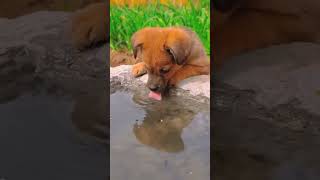 Thand😍😍🥰🥰cutepuppy funny viralvideo shorts feedshortscomedy pleasesubscribemychannel 🙏🙏 [upl. by Free]