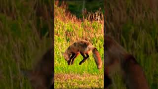 Beautiful Animals Video [upl. by Airbma]