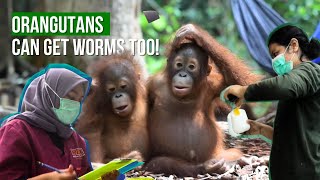 ORANGUTANS CAN GET WORMS TOO [upl. by Nosreip]