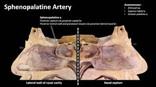 Maxillary Artery [upl. by Anauqcaj628]