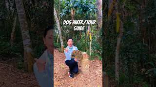 Dog hiker bring us to the main trail  shorts hikingadventures dog [upl. by Einhoj132]