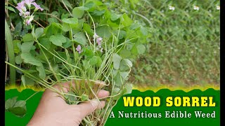 WOOD SORREL A Nutritious Edible Weed  TOP 10 Indian Herbs [upl. by Charlot788]