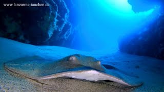 Zackenbarsche und Rochen auf Lanzarote beim Tauchen [upl. by Tobie]