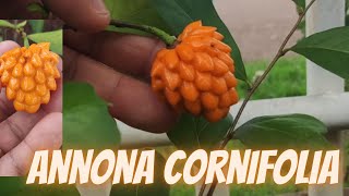 Annona Cornifolia ou Araticum de Raposa [upl. by Ylak]