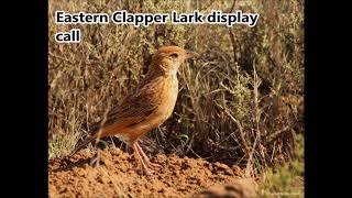 Eastern Clapper Lark display call [upl. by Yahsel]