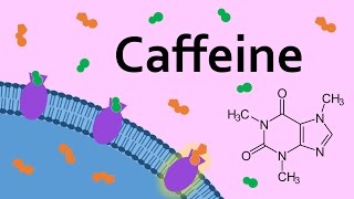 Caffeine and Adenosine Receptors [upl. by Granlund]