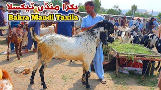 Bakra Mandi Taxila Latest Update 16 June 2023  Qurbani Bakra Eid K liy Heavy Bakray Or Turkey Dumby [upl. by Seel258]