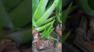 This is how I fertilize my aloe vera plants shorts [upl. by Melisse]