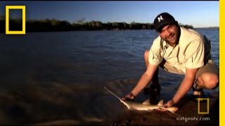 Sawfish Pupping Ground  Hooked [upl. by Notxed]