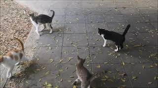 Feeding the strays yerma cats [upl. by Rayner]