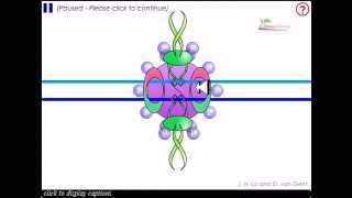 Non homologous end joining [upl. by Notserc]