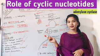 role of cyclic nucleotides in hindi  plants  signal transduction  adenylase cyclase mscbotany [upl. by Khano]