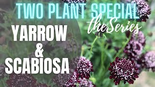 💐 Yarrow amp Scabiosa Two Plant Special The Series  Tips on Yarrow  Tips on Scabiosa [upl. by Pudens]