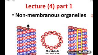 Histology  Lec 4  Non membranous Organell  part 1 [upl. by Aihsrop855]