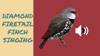 DIAMOND FIRETAIL FINCH SINGING DIJAMANT AMADINAZEBA PESMA [upl. by Nwahsirhc113]