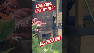 Cats and Fish Don’t Mix 🐱🎣 Love My Cat But Stay Away from My Fish 😡 catshorts [upl. by Acinom]