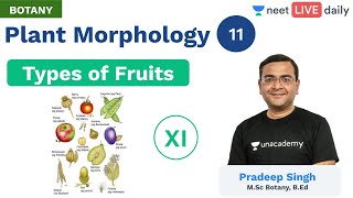 Plant Morphology  L 11  Types of Fruits  Unacademy NEET  Live Daily  Botany  Pradeep Sir [upl. by Ailemrac704]