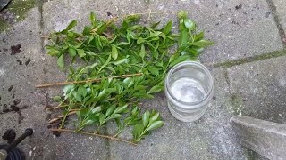 How to Propagate Forsythia in Water from Cuttings [upl. by Sinne]