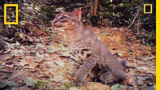 Elusive Golden Cat Filmed  National Geographic [upl. by Benjamin]