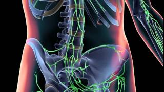 3D Animation of Lymphatic System [upl. by Nilrev]