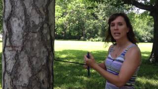 Dendrochronology How to Core a Tree [upl. by Michaelina]