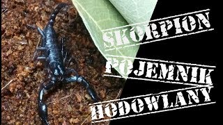 Skorpion Heterometrus petersii  pojemnik hodowlany [upl. by Randene]