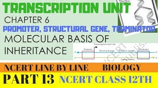 PART13TRANSCRIPTION UNITCHAPTER 6 NCERT CLASS 12TH BIOLOGY [upl. by Iknarf]