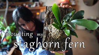 Mounting My Staghorn Fern  relaxing [upl. by Eiramlehcar712]