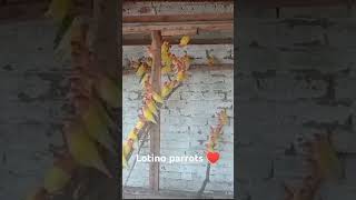 Lotino parrots ♥️youtubeshortslike share and subscribe my YouTube channel love you all guys 💞 [upl. by Sabine177]