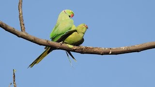 Roseringed parakeet Mating  Love in the air [upl. by Ynnam189]