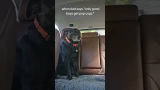 The best behaved dog of all times fyp fy fyptiktok fypシ゚viral [upl. by Nylesaj]