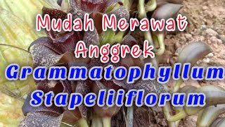 Mudah merawat Anggrek Grammatophyllum Stapeliflorum [upl. by Aharon]