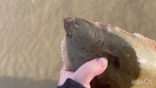 Flounders galore on pendine beach [upl. by Maclean]