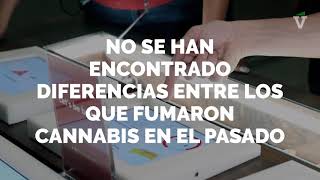 Los consumidores de marihuana producen más espermatozoides [upl. by Nilra151]