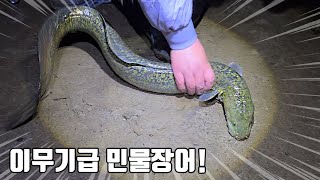 전설의 괴물 민물장어 또잡았다 이녀석이 상상도 못한걸 뜯어먹고 있었는데 [upl. by Zertnom]