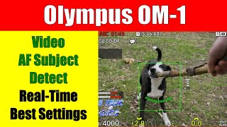 Olympus OM1 Video AF Tracking and Best Settings ep354 [upl. by Kinom418]