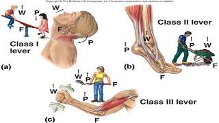 Anatomy amp Biomechanics of the Musculoskeletal System [upl. by Eirb829]