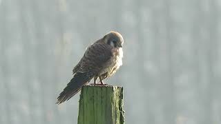 122123 O American Kestrel Kent Wa 6409159 [upl. by Nicolis]