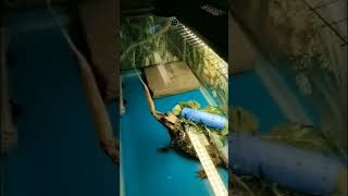 Fun Video Hand Feeding Gator with Bamboo Skewer [upl. by Noerb]