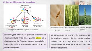 Lévolution biologique cours 2 les mécanismes de lévolution et la spéciation [upl. by Odlaw]