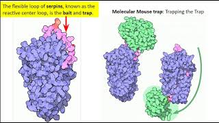 Mechanism of Alpha1 antitrypsin AAT Action [upl. by Htinek]