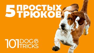 5 простых трюков 🐩 Каким командам можно научить собаку 🐾 Как приучить щенка трюковой дрессировке 🐶 [upl. by Adekan445]